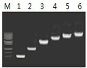 50μl 擴(kuò)增體系中，以 5ng λDNA 為模板，對(duì) 500bp~6.0kb 的擴(kuò)增結(jié)果