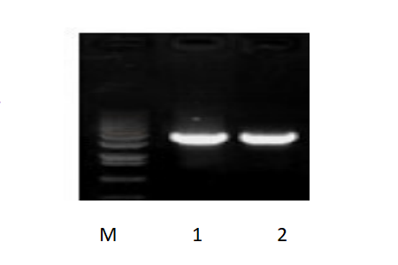 50μl 擴(kuò)增體系，以 50ng 人基因組DNA 為模板，對(duì) 3kb 片段擴(kuò)增結(jié)果。