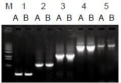 使用普通（A組）及含染料（B組）的2×Taq Master Mix配制的50μl擴(kuò)增體系，以5ng λDNA為模板， 對500bp～6.0kb片段的擴(kuò)增結(jié)果