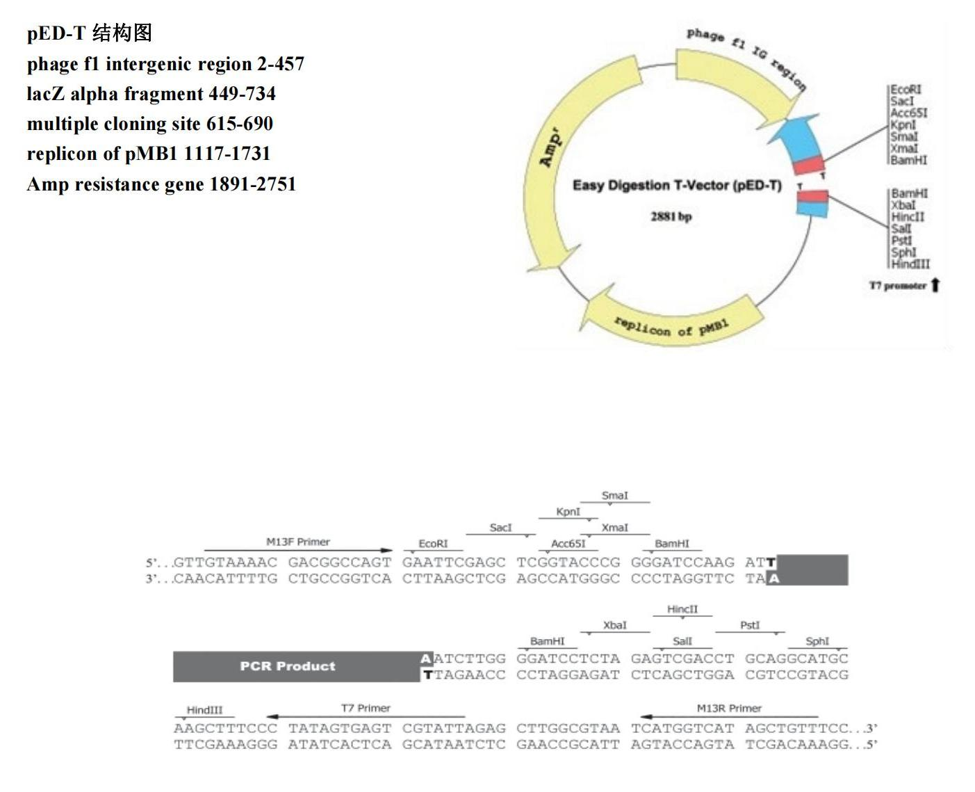 pED-T結(jié)構(gòu)圖