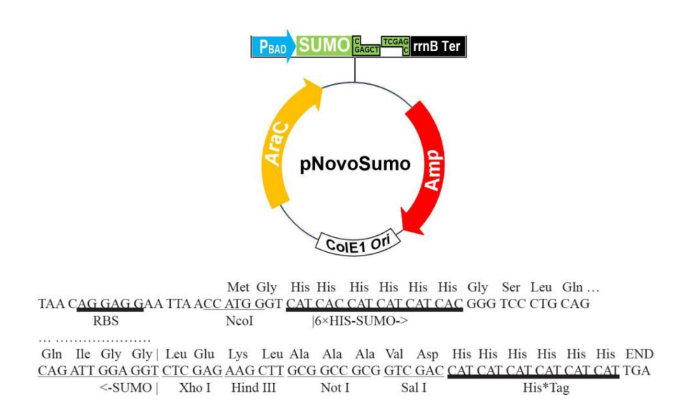 pSumo 結(jié)構(gòu)圖