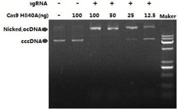 Cas9(H840A) Nickase DNA 切割活性檢測