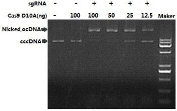 Cas9 D10A Nickase DNA 切割活性檢測