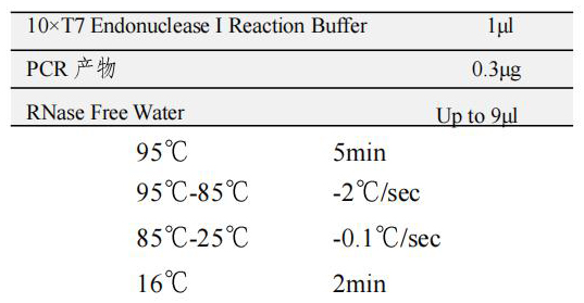 變性退火PCR產(chǎn)物