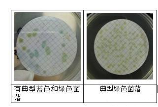 CN板上是藍綠色疑似銅綠假單胞菌的菌落