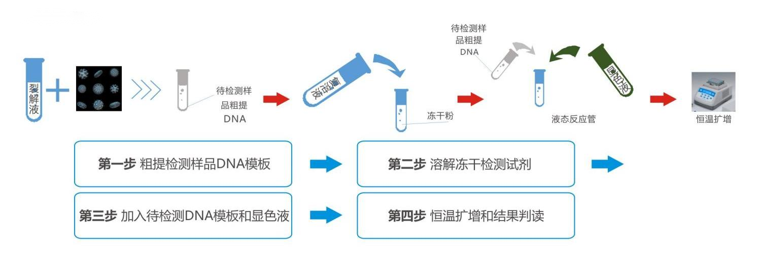 恒溫?zé)晒夥ê怂峥焖贆z測(cè)試劑盒操作流程