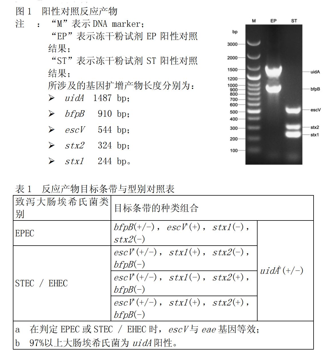 EPEC-STEC-EHEC多重PCR檢測(cè)試劑盒結(jié)果判讀