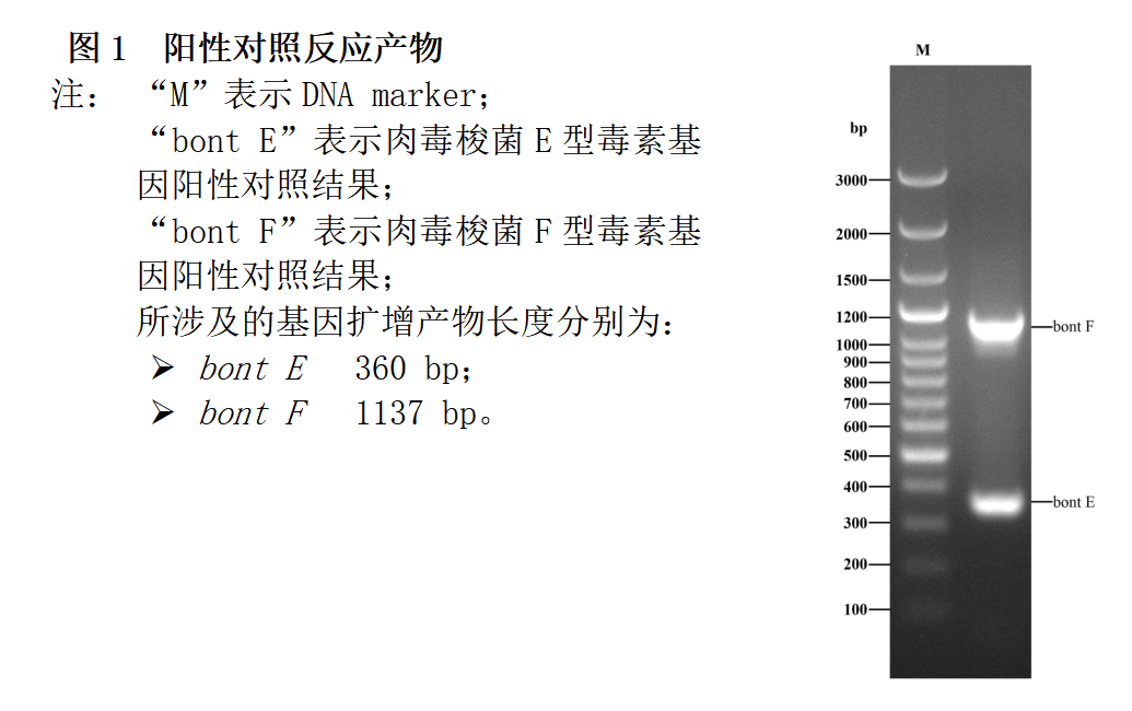 肉毒梭菌E/F型毒素基因PCR檢測試劑盒結(jié)果判讀