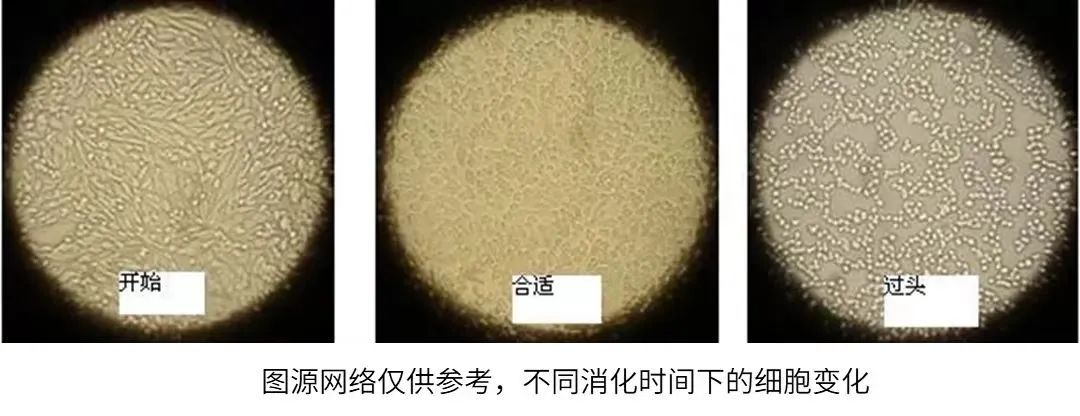 不同時間下的細(xì)胞變化