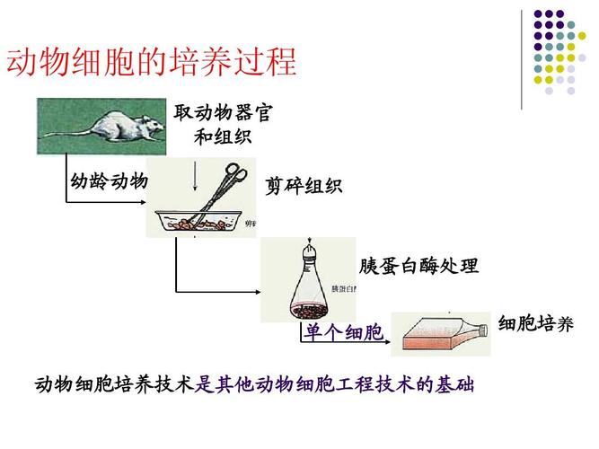 動物細(xì)胞培養(yǎng)過程
