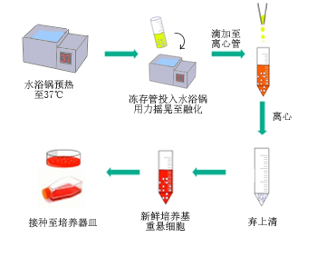 ▲ 細胞復(fù)蘇操作示意圖