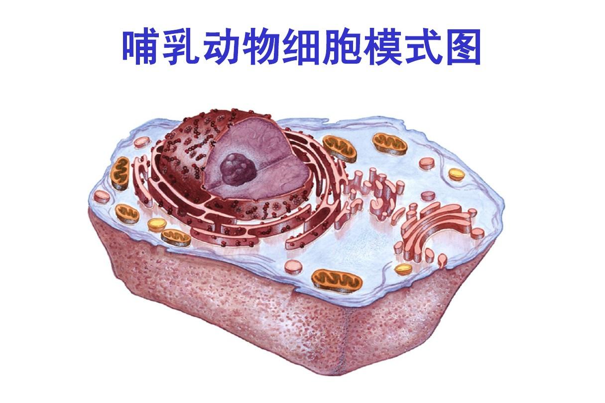 哺乳動物細(xì)胞