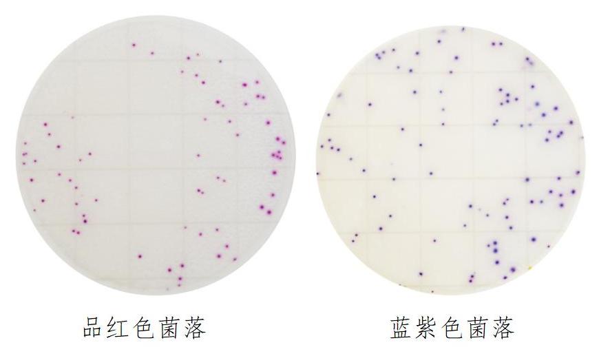 金黃色葡萄球菌確認(rèn)反應(yīng)片判讀圖解